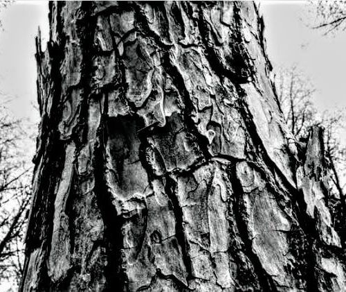 Pine tree texture – B&W