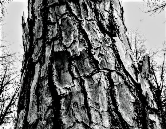 Pine tree texture – B&W