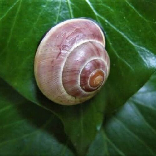 Swirl on green leaf