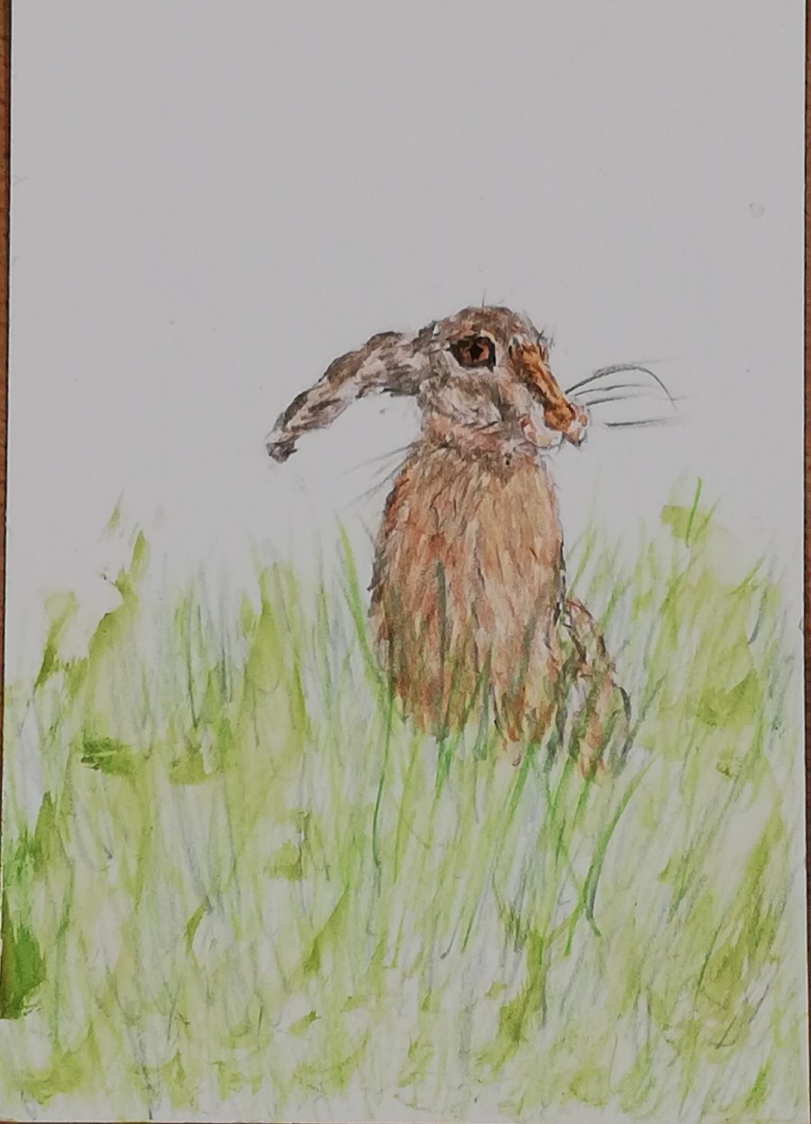 Hare