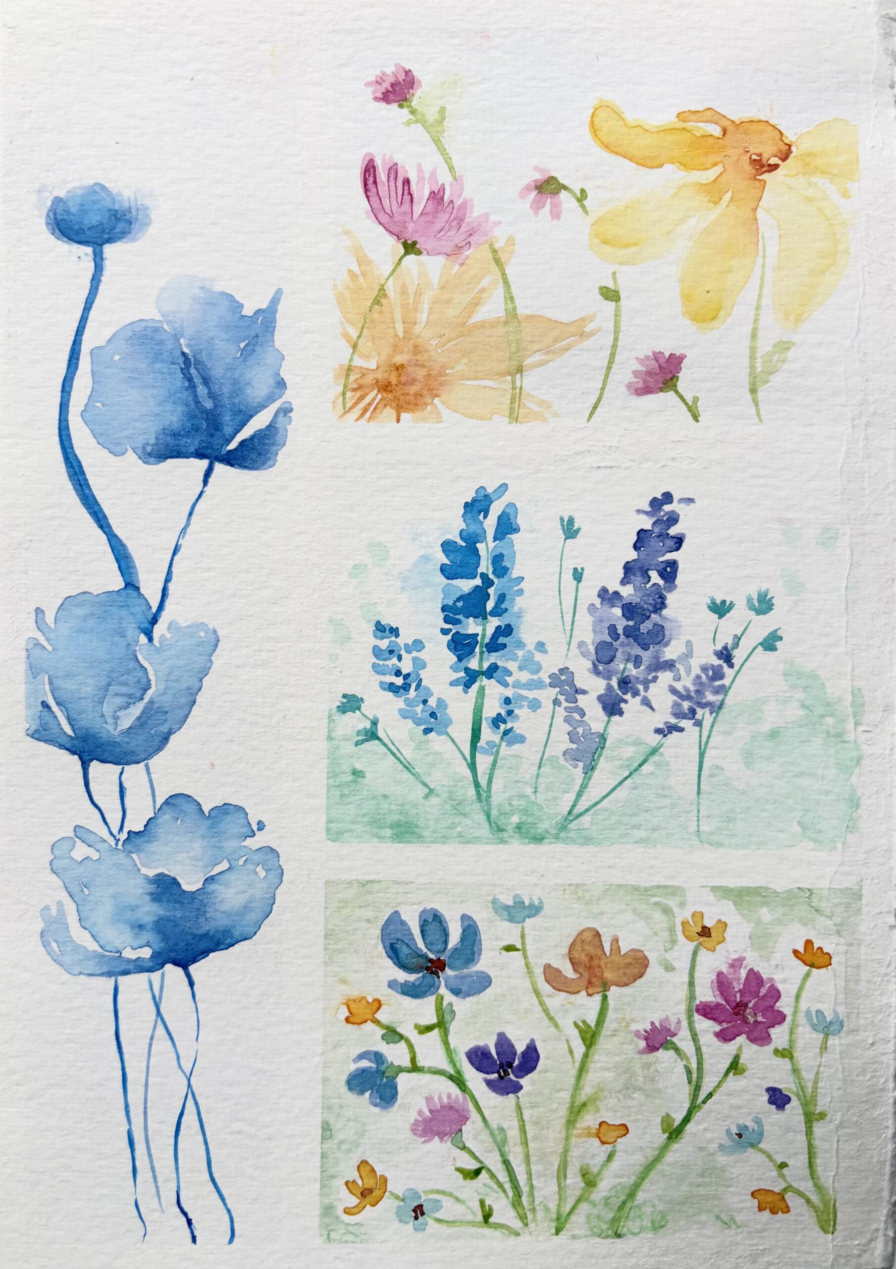 BOTANICAL illustrations BOTANICAL illustrations